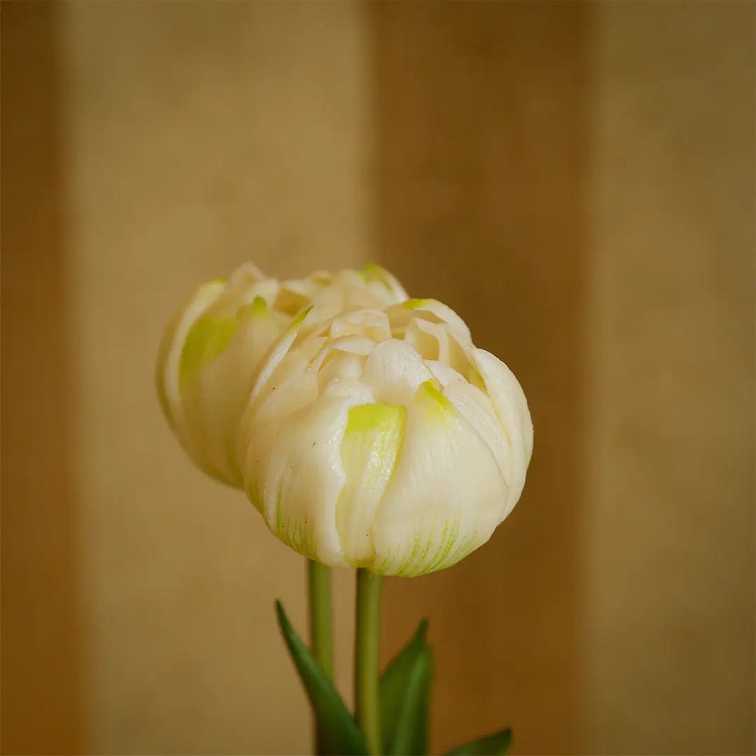 Daamaira Cream White Tulip Display - Daamaira Home and Living Ltd