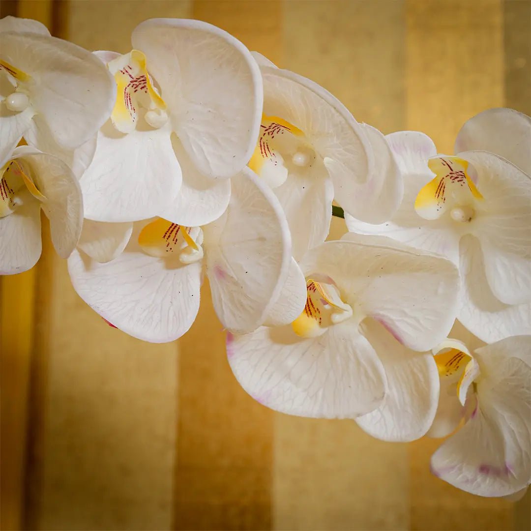 Daamaira Elegant White Phalaenopsis Orchid - Daamaira Home and Living Ltd
