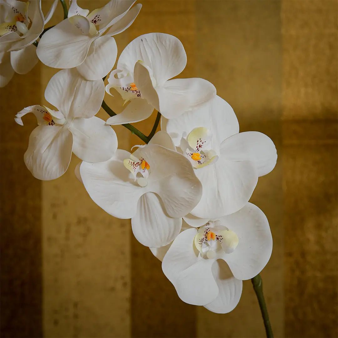 Daamaira Elegant White Phalaenopsis Orchid - Daamaira Home and Living Ltd