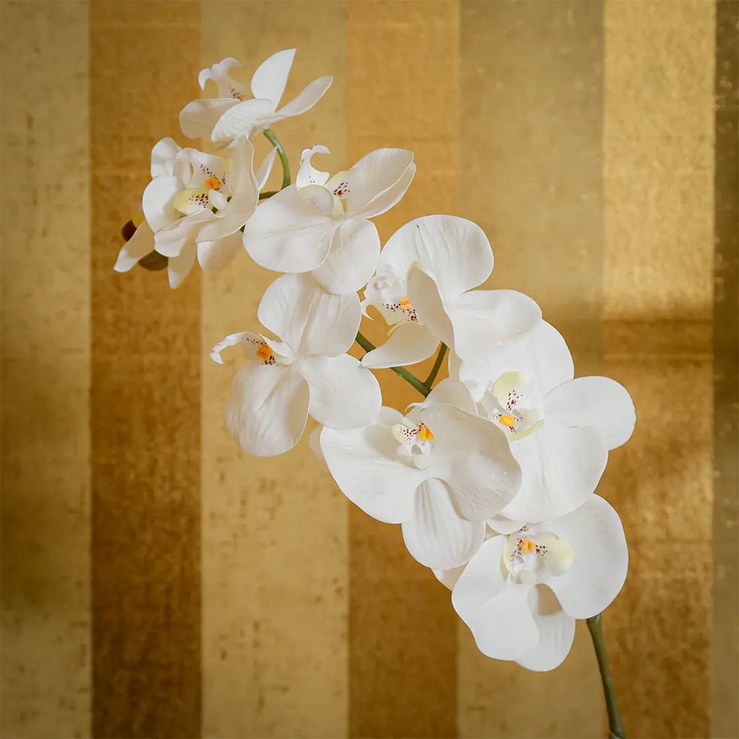Daamaira Elegant White Phalaenopsis Orchid - Daamaira Home and Living Ltd
