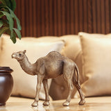 Calm Camel — view 5