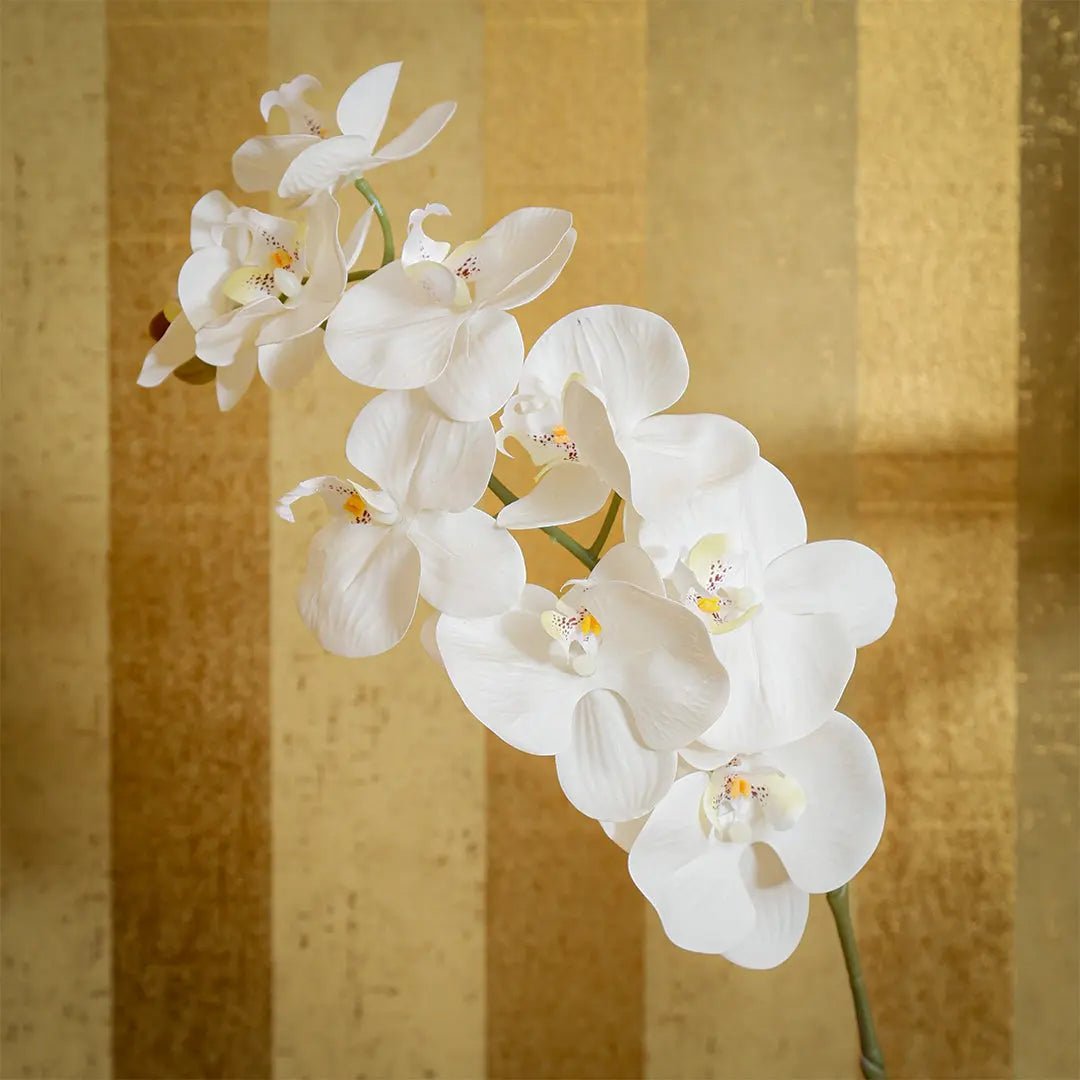 Daamaira Elegant White Phalaenopsis Orchid - Daamaira Home and Living Ltd