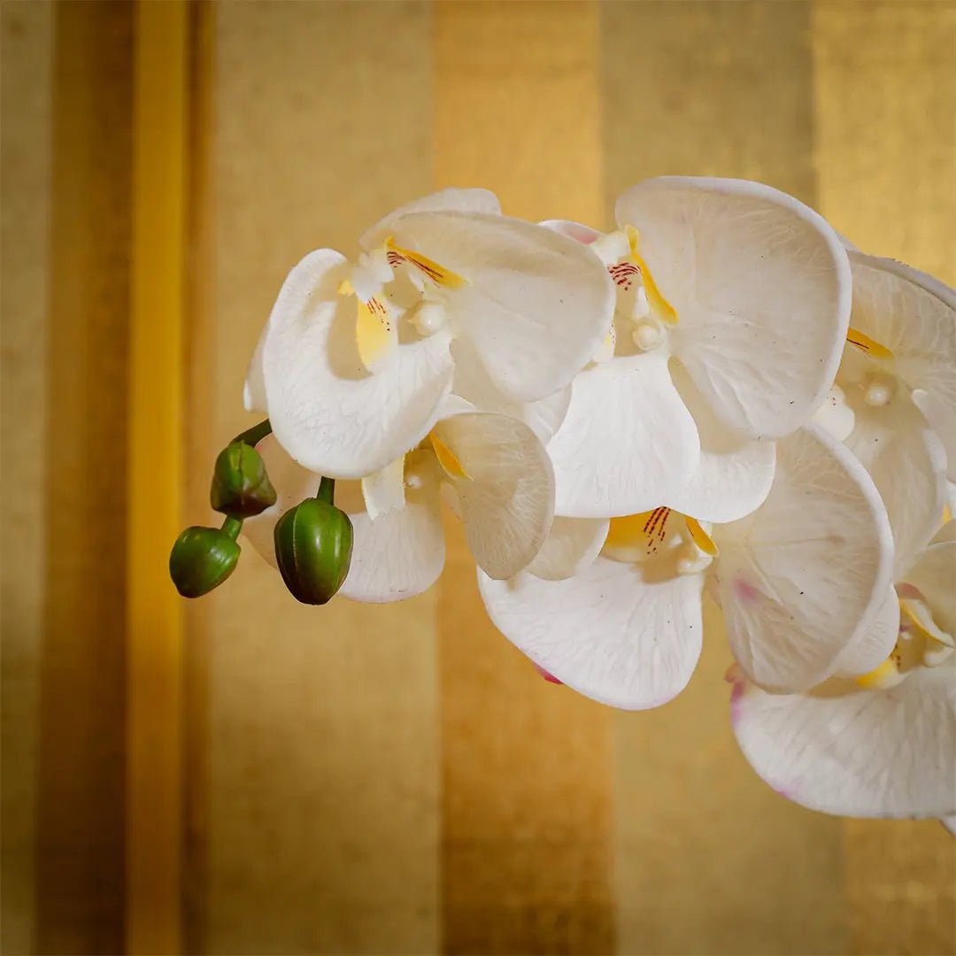 Daamaira Elegant White Phalaenopsis Orchid - Daamaira Home and Living Ltd