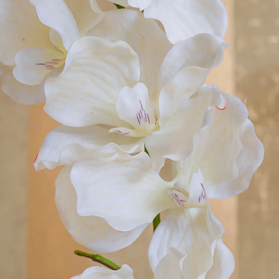 Elegant White Orchid Stem - Daamaira Home and Living Ltd