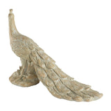 Grazing Peacock — view 4