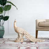 Grazing Peacock — view 2